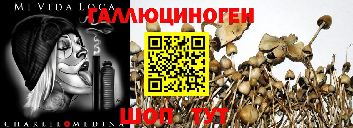 Псилоцибиновые грибы мицелий Верхняя Пышма